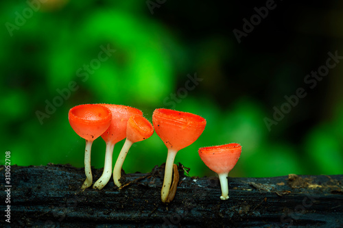 Macro photography of Cookeina mushroom or Red Champagne mushroom in rainforest.