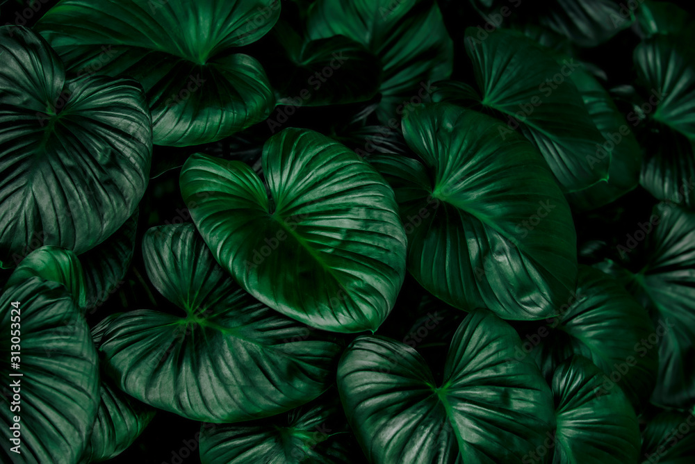 Fototapeta abstrakcyjne zielone tło