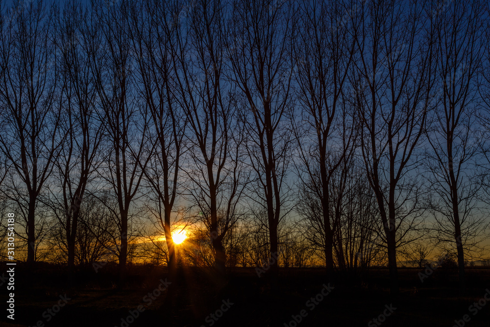 Puesta de sol con árboles a contraluz. Chopos canadienses. Populus canadensis. El Páramo, León, España. Puesta de sol con árboles a contraluz. Chopos canadienses. Populus canadensis. El Páramo, León, España.