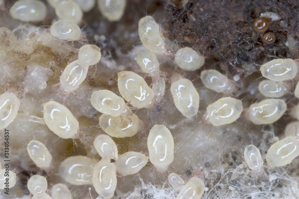 Magnification of mites from Acaridae family. Mold mites - the grain mites. Magnification of mites from Acaridae family. Mold mites - the grain mites.
