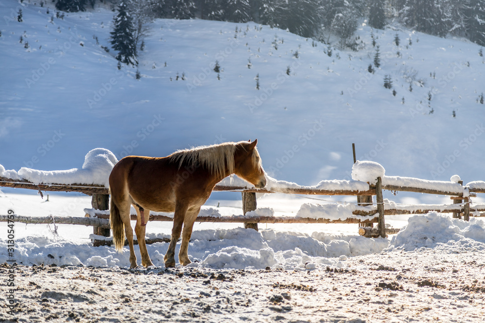 Obraz premium Brown horse in paddock: Idyllic scenery in winter