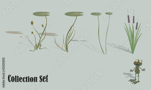 Aquatic vegetation and life. Water lilies, reeds, frog. Set of vector illustrations for design.