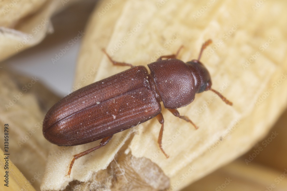 Red Flour Beetle