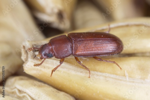 The red flour beetle Tribolium castaneum on the barley grain. It is a worldwide pest of stored products, particularly food grains. 