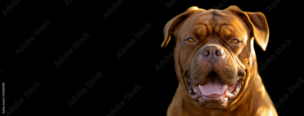 French mastiff with a black background