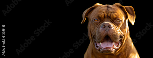 Obraz na płótnie French mastiff with a black background w salonie