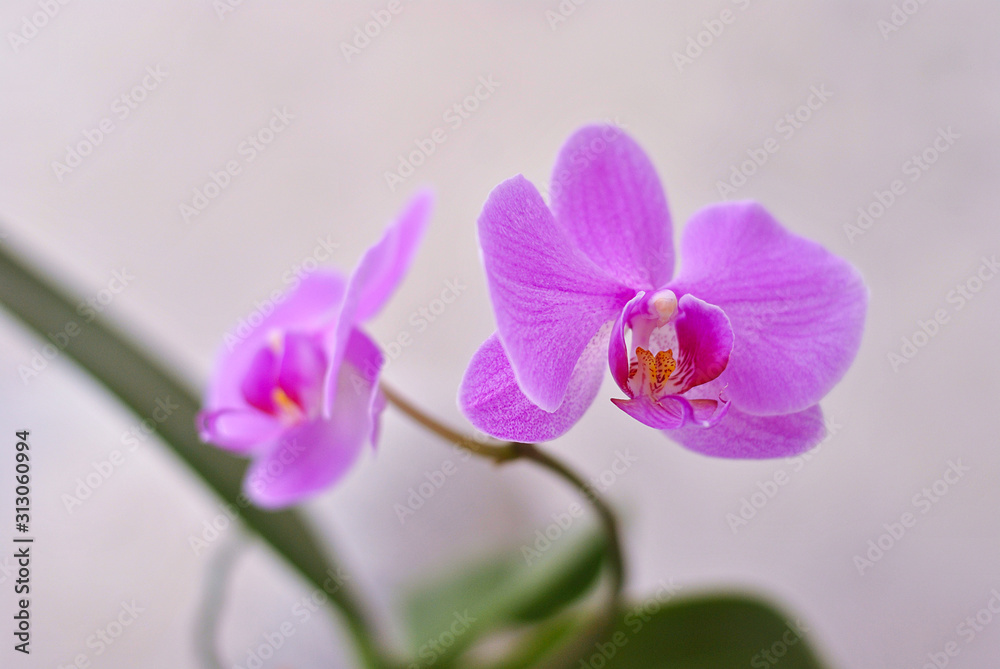 Purple beautiful blooming orchid branch closeup picture. Flower macro photo. Nature beauty concept or holiday gift card. Purple beautiful blooming orchid branch closeup picture. Flower macro photo. Nature beauty concept or holiday gift card.