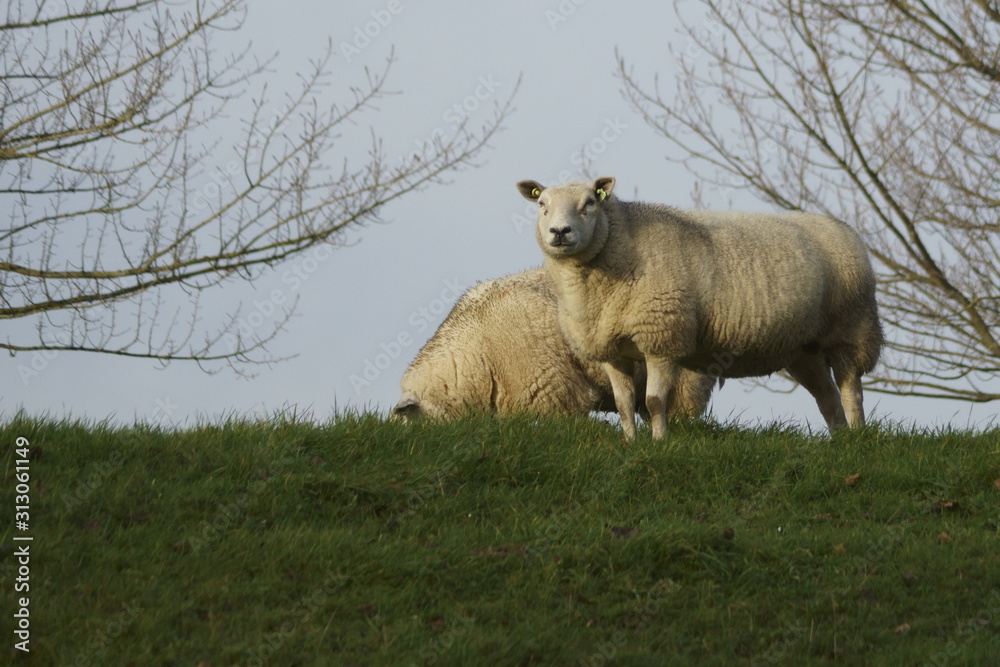 Obraz premium Sheeps