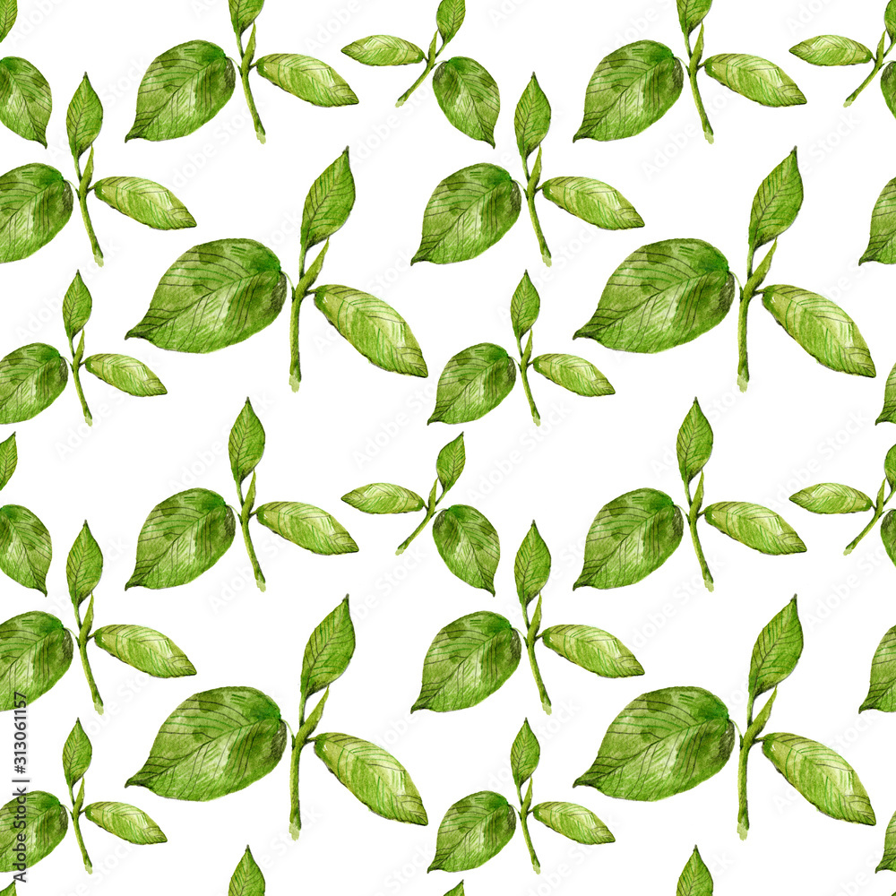 Watercolor pattern of grreen plants. Hand-drawn illustration on the white background. Tea branch and leaves Watercolor pattern of grreen plants. Hand-drawn illustration on the white background. Tea branch and leaves