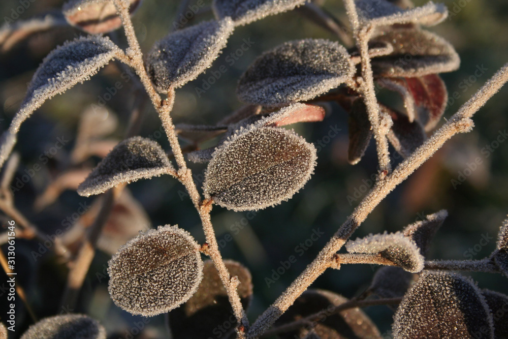 Loropetalum japonica or Loropetalum chinense f. rubrum 'Fire Dance' bush covered by frost in the garden on winter. Loropetalum japonica or Loropetalum chinense f. rubrum 'Fire Dance' bush covered by frost in the garden on winter.