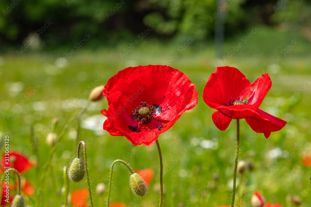 Obraz premium Tervuren