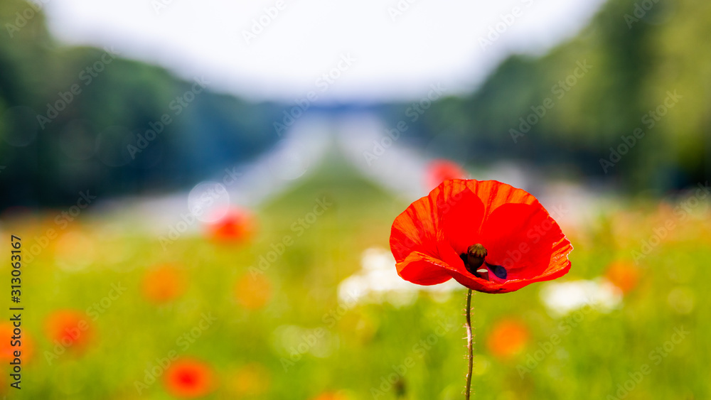 Obraz premium Tervuren