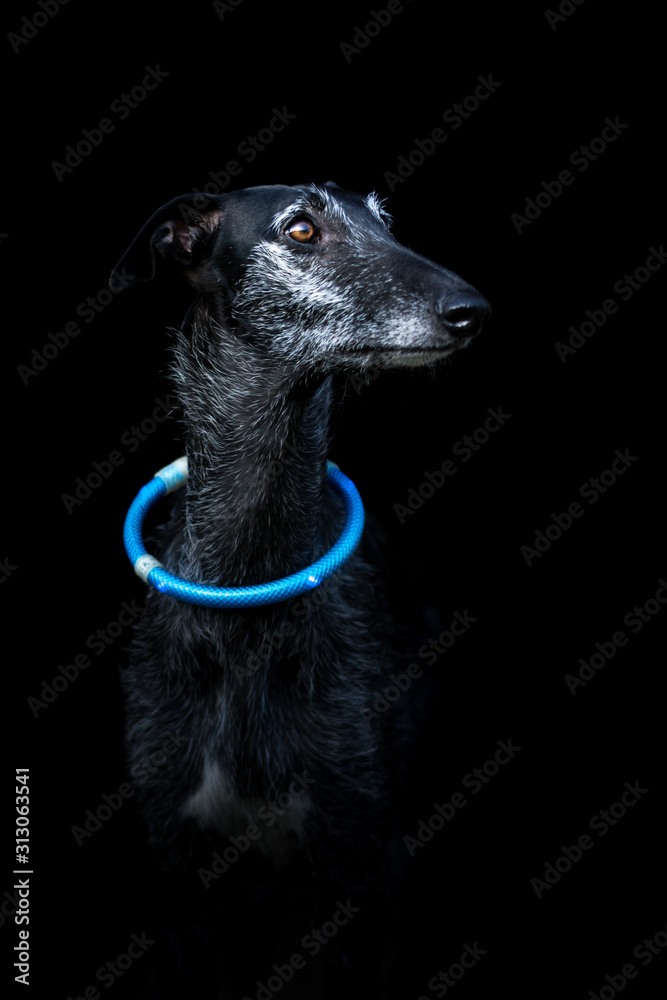 schwarzer Hund trägt blaues Leuchthalsband