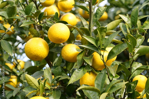 Orange fruit in the tree