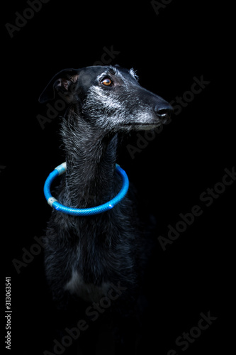 schwarzer Hund tr  gt blaues Leuchthalsband