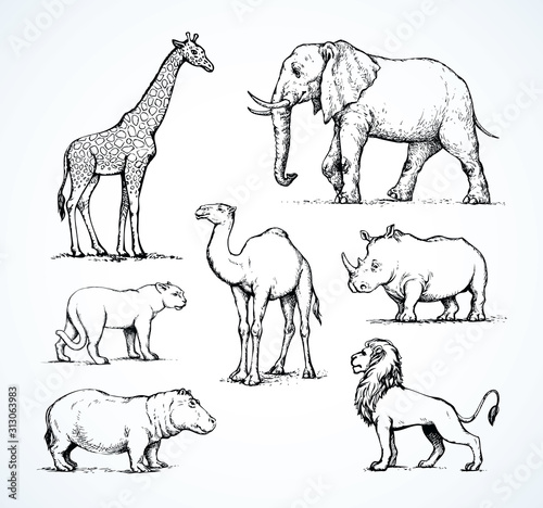 African animals. Vector drawing