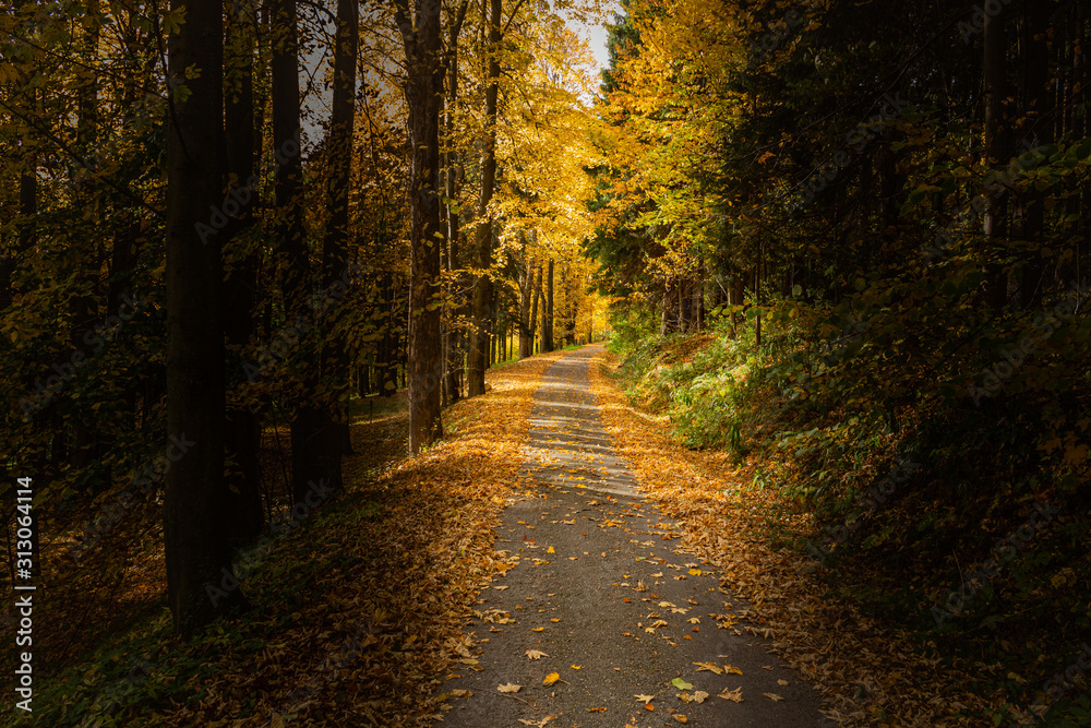 Sunbeams pour through trees in forest. Road through a forest with fog Sunbeams pour through trees in forest. Road through a forest with fog