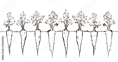 Carrot. Vector drawing