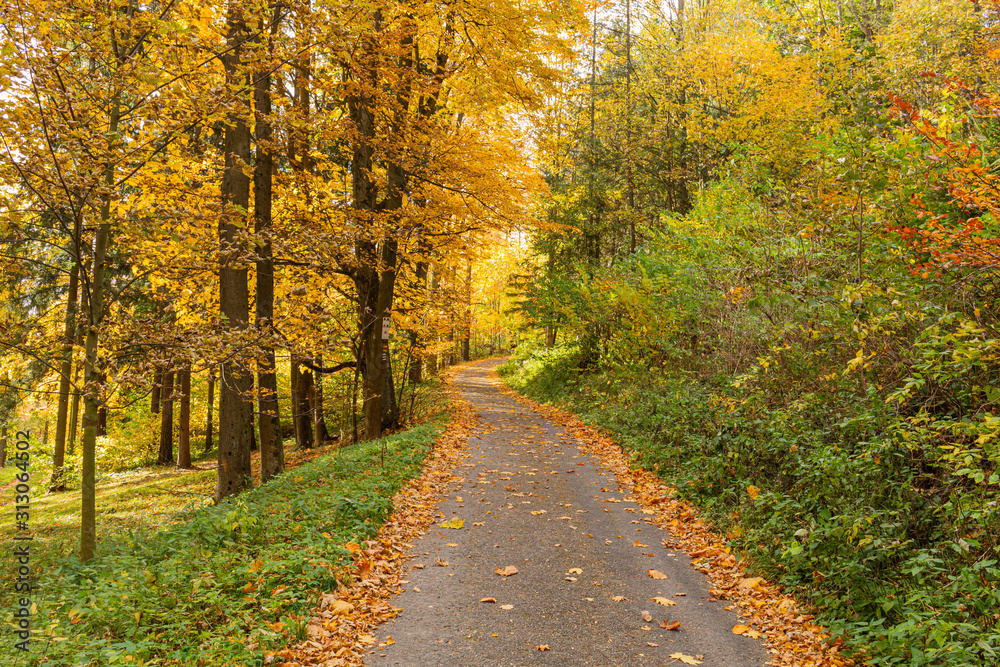 Obraz premium Yellow leaves on the alley in autumn forest