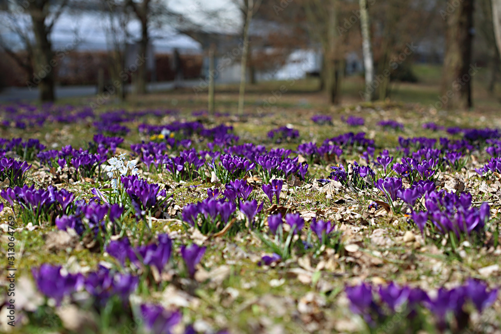 Frühlingserwachen mit blauen Krokusse blühen im Frühling Frühlingserwachen mit blauen Krokusse blühen im Frühling