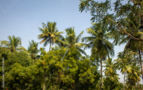 Coconut trees and neem trees in an agricultural field.