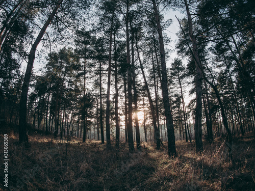 Sunset at forest