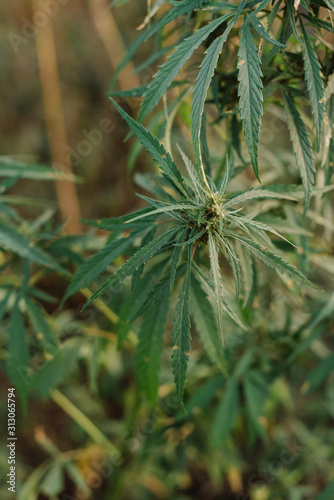 Large green flowering bud on marijuana plant. Marijuana plant at flowering stage growing outdoor. Medical marijuana with marijuana bud.