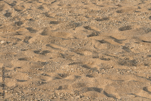 Beautiful horizontal texture of yellow sand with waves and shells is in the photo