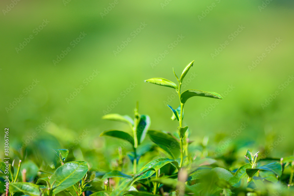 Green tea bud. Fresh tea plantation. Closeup tea top. Green tea bud. Fresh tea plantation. Closeup tea top.