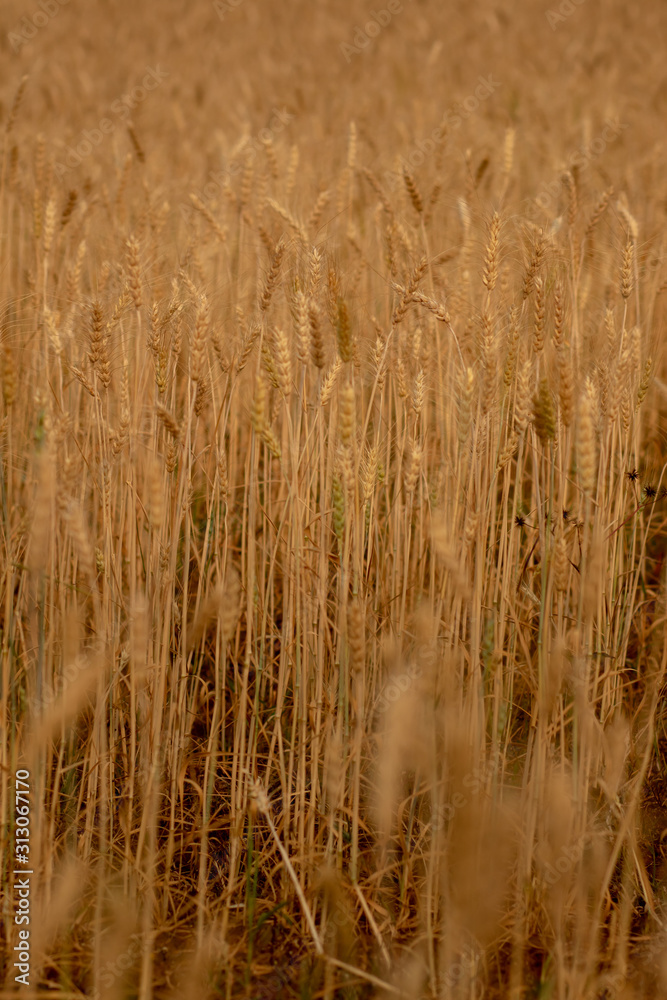 Wheat crop field. Ears of golden wheat close up. Ripening ears of wheat field background. Rich harvest Concept. Wheat crop field. Ears of golden wheat close up. Ripening ears of wheat field background. Rich harvest Concept.