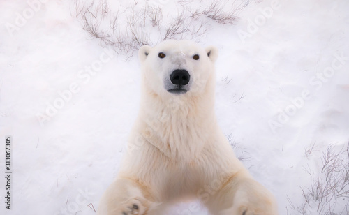 Polar bear in the snow.