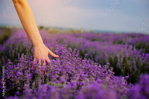 back view of a woman in white dress in lavander field touching the flowers with her hands
