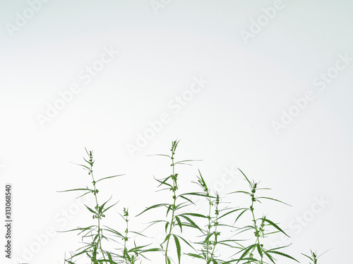 Cannabis tree green leaves on white background.