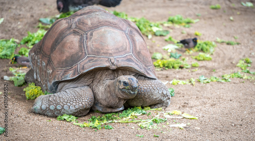 tortoise on the ground
