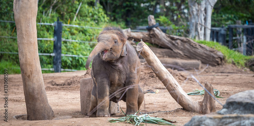 baby elephant playing 