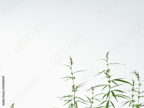 Cannabis tree green leaves on white background. © jittima