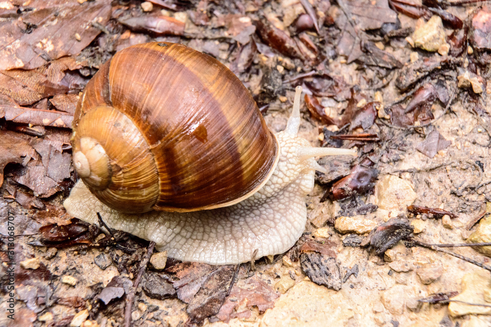 vineyard snail apple snail Burgundy snail edible snail Roman snail Helix pomatia vineyard snail apple snail Burgundy snail edible snail Roman snail Helix pomatia