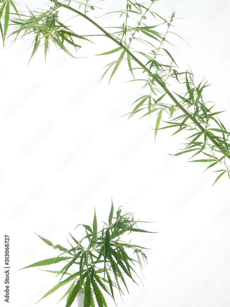 Naklejka premium Cannabis tree green leaves on white background.