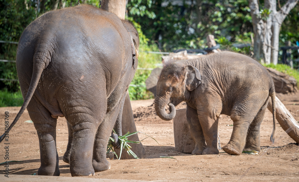 baby elephant playing 