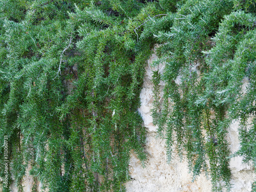 (Salvia rosmarinus) Evergreen rosemary twigs and blue flowers as wall decoration in provencal village 