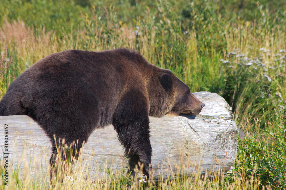 Grizzlybär im Katmai Nationalpakr Grizzlybär im Katmai Nationalpakr