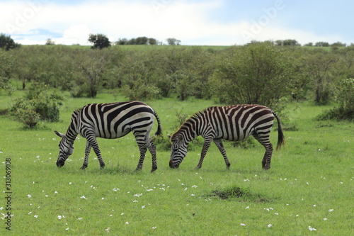 Couple of zebras grazing in the african savannah.