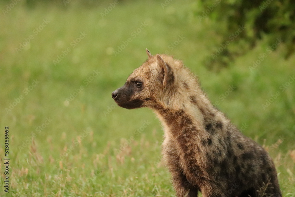 Spotted hyena cub (crocuta crocuta) face closeup. Spotted hyena cub (crocuta crocuta) face closeup.