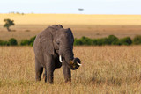 Elephant on the plains of the Masai Mara Game Reserve in Kenya