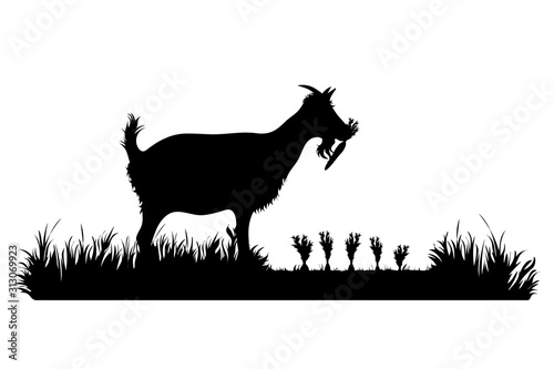 Vector silhouette of goat eat carrot on garden. Symbol of animal, field, farm, destroy, corp, pest.