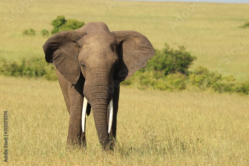 Big elephant in the african savanna.