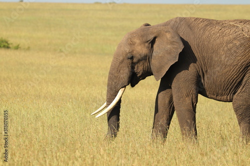 Big elephant in the african savanna.