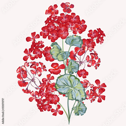 Beautiful vector illustration with red geranium flower in high detailed style