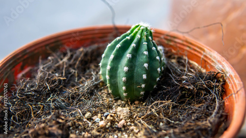 Close up of Easter Lily cactus in a flower pots. photo