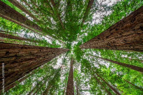 Fototapeta Naklejka Na Ścianę i Meble -  red wood trees in the forest
